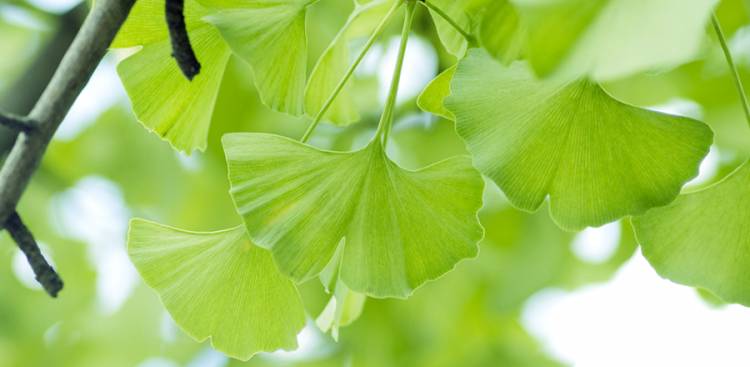 Health Benefits of Ginkgo Biloba