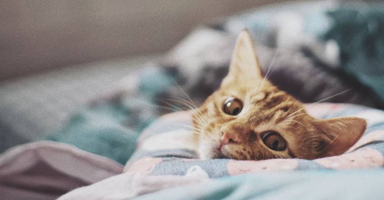 Comprendre le comportement de votre chat