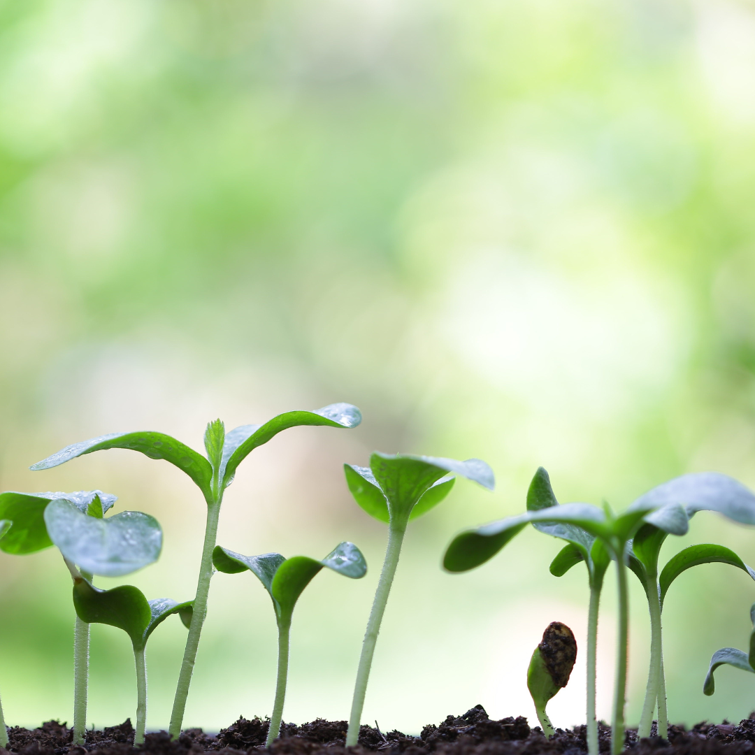 Botanical Supplements | Simply Supplements