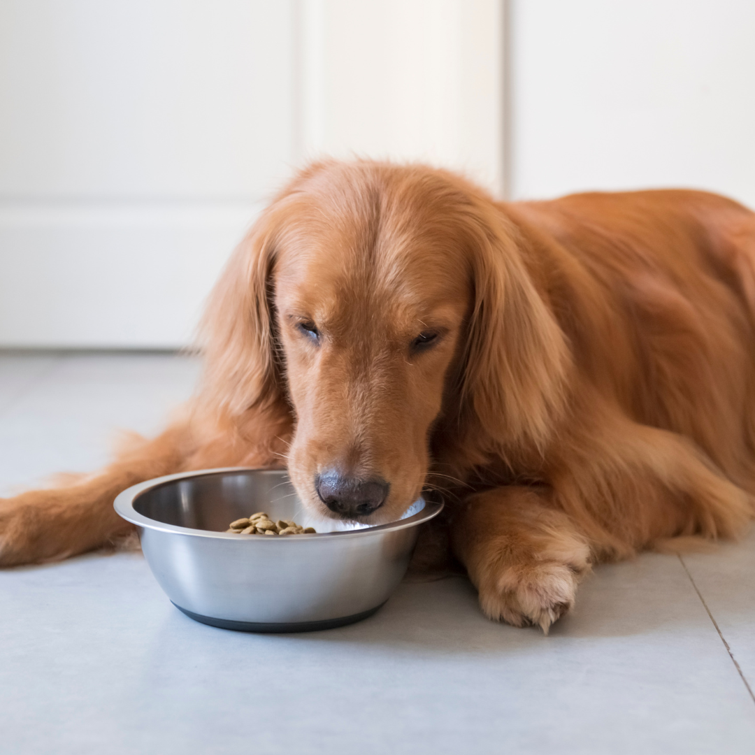 Dog Food | Simply Supplements