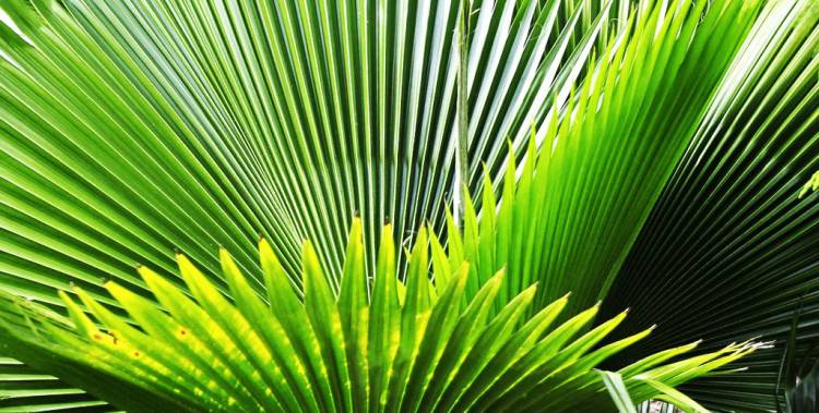 Le saw palmetto contre la chute des cheveux