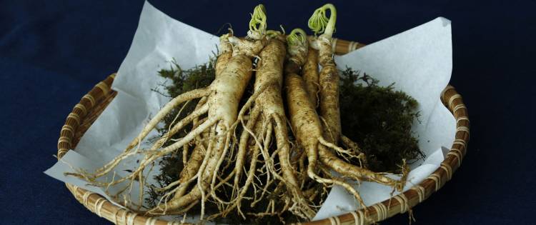 Les bienfaits anti-fatigue du Ginseng