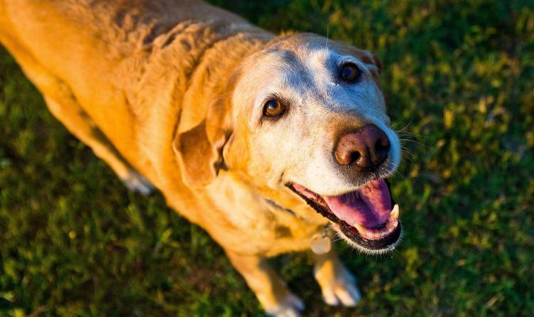 Prendre soin d'un chien âgé