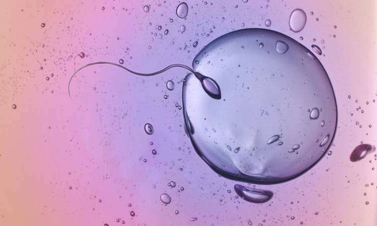 Améliorer La Qualité De Votre Sperme Simply Supplements France