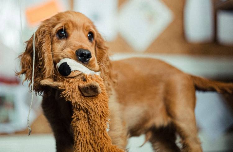 Comment bien préparer l’arrivée d’un chiot ?