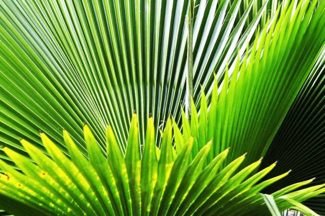 Le saw palmetto contre la chute des cheveux