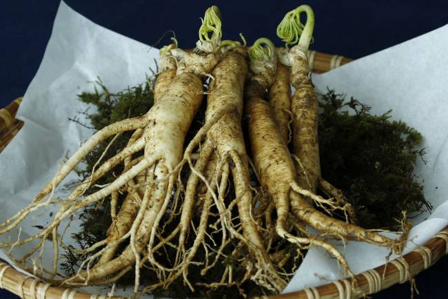 Les bienfaits anti-fatigue du Ginseng