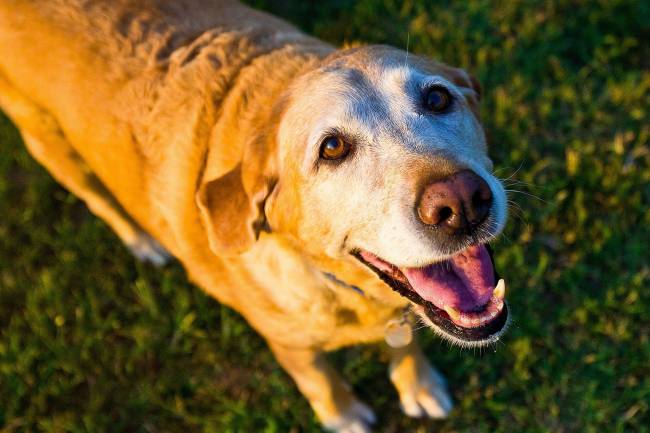 Prendre soin d'un chien âgé