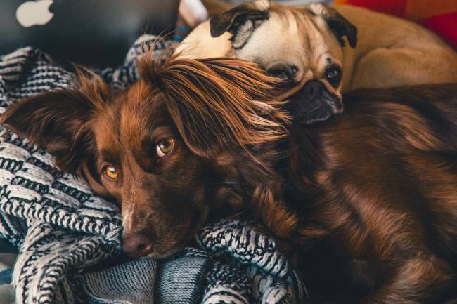 Huile de Foie de Morue Pour les Chiens 