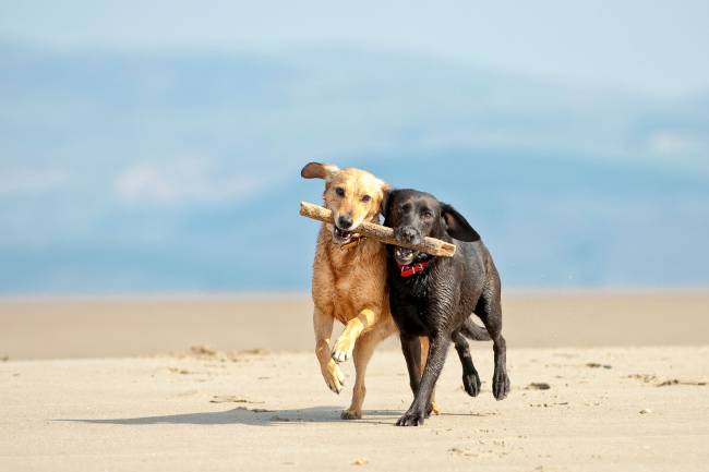 3 Compléments Pour les Articulations des Chiens