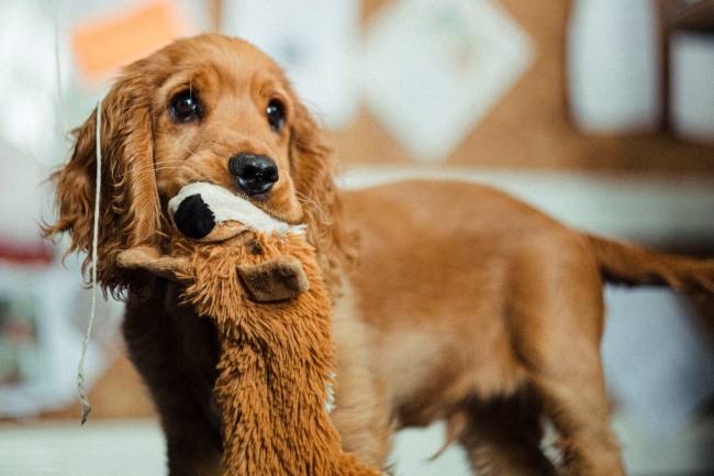 Comment bien préparer l’arrivée d’un chiot ?