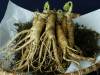 Les bienfaits anti-fatigue du Ginseng