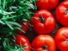 Tout savoir sur la tomate